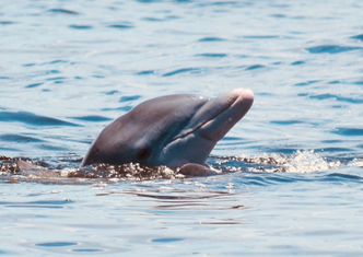 Delphin.jpg